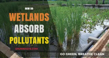 Wetlands: Natural Filters, Absorbing Pollutants