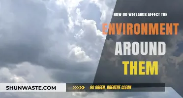 Wetlands' Vital Role: Shaping Ecosystems and Environmental Health