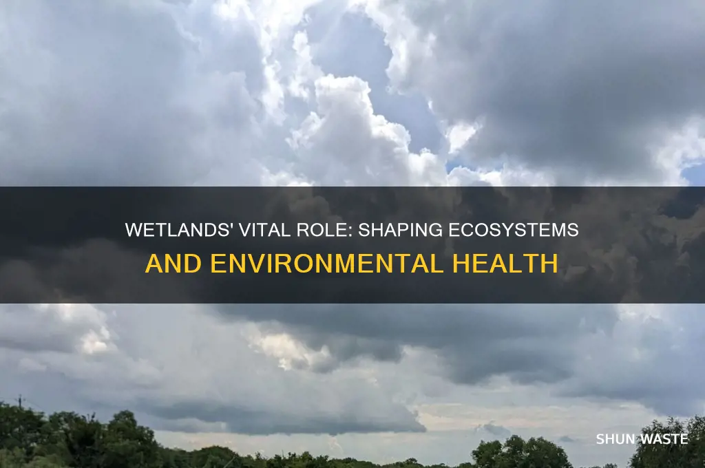 how do wetlands affect the environment around them