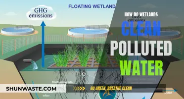 Nature's Filter: How Wetlands Purify Polluted Water