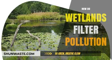 Wetlands: Nature's Pollution Filter and Purifier