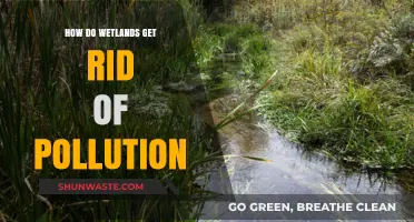 Wetlands: Natural Pollution Filters and Purifiers