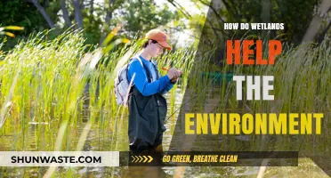 Wetlands: Nature's Lifeline for Clean Water, Biodiversity, and Climate Resilience