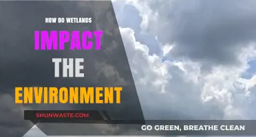 Wetlands' Vital Role: Shaping Ecosystems and Environmental Health