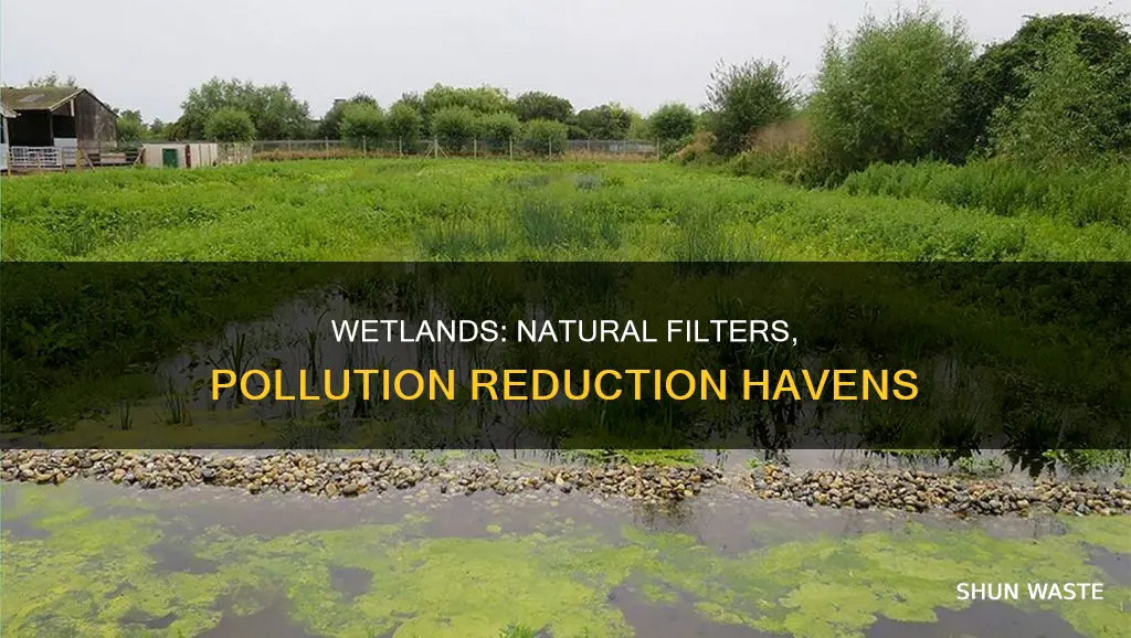 how do wetlands reduce pollution