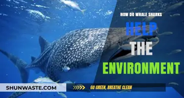 Whale Sharks: Ocean Guardians Boosting Marine Ecosystems and Biodiversity