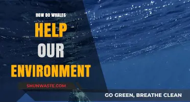 Whales' Vital Role: How These Giants Sustain Our Planet's Health
