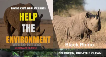 Rhino Conservation: How White and Black Rhinos Sustain Ecosystems