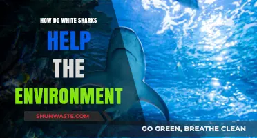 White Sharks: Vital Guardians of Marine Ecosystems and Biodiversity