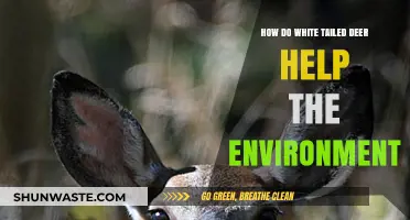 White-Tailed Deer: Eco-Friendly Contributors to Forest Health and Balance
