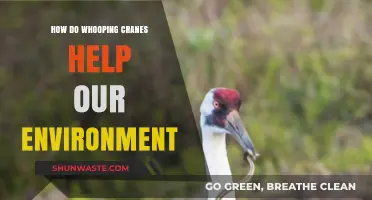 Whooping Cranes: Vital Guardians of Ecosystem Balance and Biodiversity