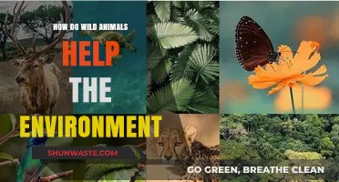 Wild Animals' Vital Role in Sustaining Healthy Ecosystems and Biodiversity