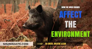 Wild Boars' Environmental Impact: Ecosystem Disruption and Conservation Challenges