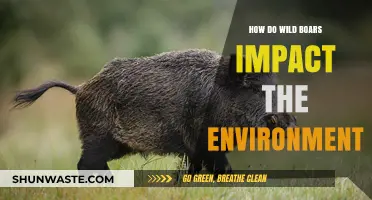 Wild Boars' Environmental Impact: Ecosystem Disruption and Conservation Challenges
