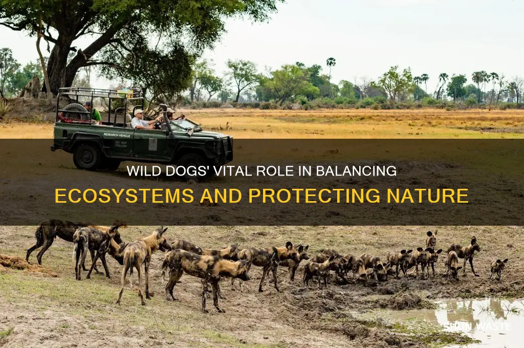 how do wild dogs help the environment