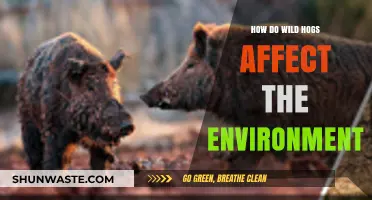 Wild Hogs' Environmental Impact: Destruction, Ecosystem Disruption, and Conservation Challenges