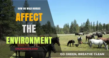 Wild Horses' Impact: Balancing Ecosystems and Environmental Challenges