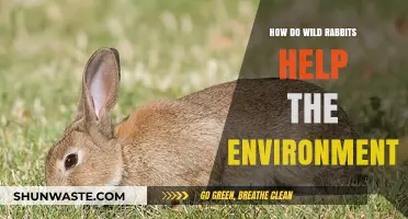 Wild Rabbits' Vital Role in Ecosystem Balance and Biodiversity