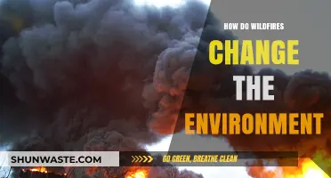 Wildfires' Impact: Transforming Ecosystems, Climate, and Biodiversity Dramatically