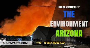 Wildfires' Surprising Benefits: Arizona's Ecosystem Revival Explained