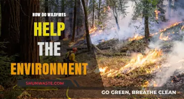 Wildfires' Surprising Role: Boosting Ecosystems and Environmental Renewal