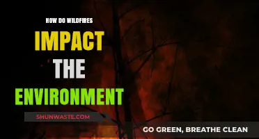 Wildfires' Devastating Environmental Impact: Ecosystem Destruction and Climate Change