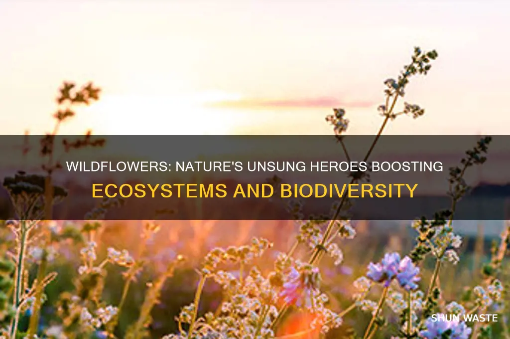how do wildflowers help the environment