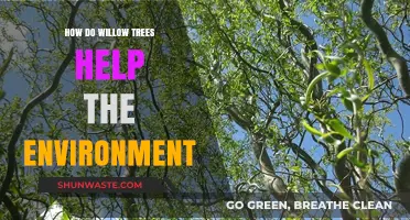 Willow Trees: Nature's Eco-Heroes in Environmental Restoration and Health
