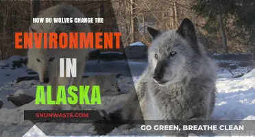 How Wolves Reshape Alaska's Ecosystem and Environment