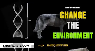 How Wolves Reshape Ecosystems and Transform Natural Environments