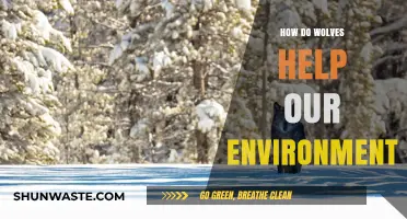Wolves as Eco-Guardians: Their Vital Role in Balancing Ecosystems