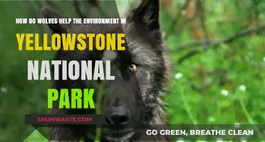 Wolves' Vital Role in Restoring Yellowstone's Ecosystem and Biodiversity