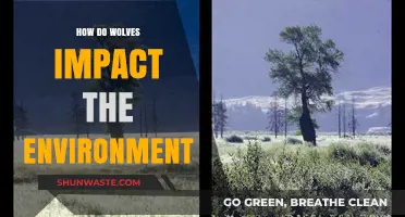 Wolves' Ecological Role: Shaping Ecosystems and Balancing Nature's Delicate Web