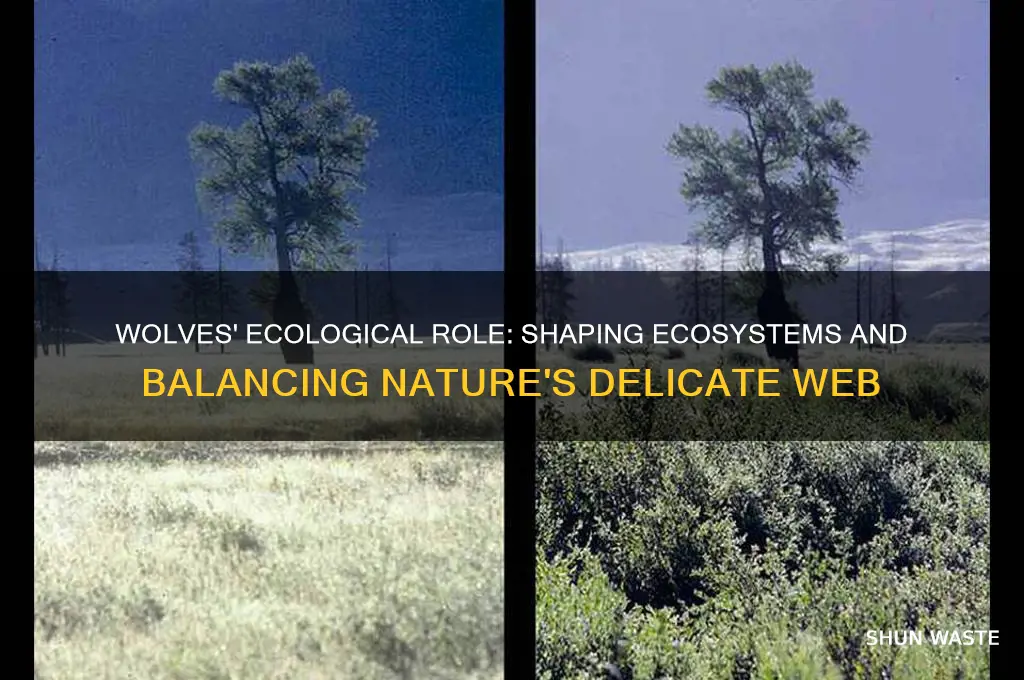how do wolves impact the environment