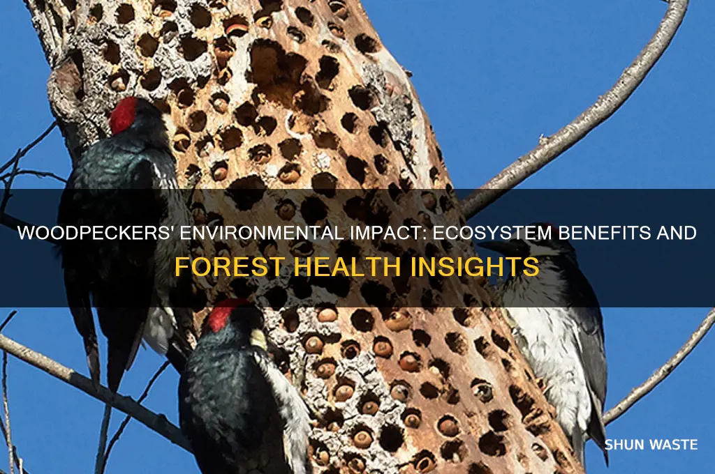 how do woodpeckers affect the environment