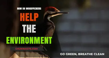 Woodpeckers: Nature's Eco-Heroes and Their Vital Environmental Role