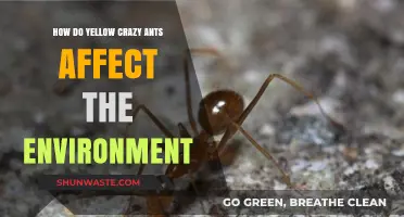 Yellow Crazy Ants: Environmental Impact and Ecosystem Disruption Explained