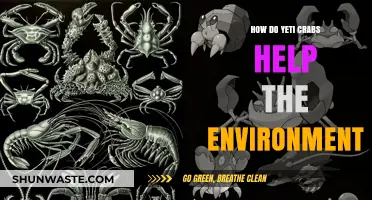 Yeti Crabs: Unsung Heroes of Deep-Sea Ecosystem Balance and Health