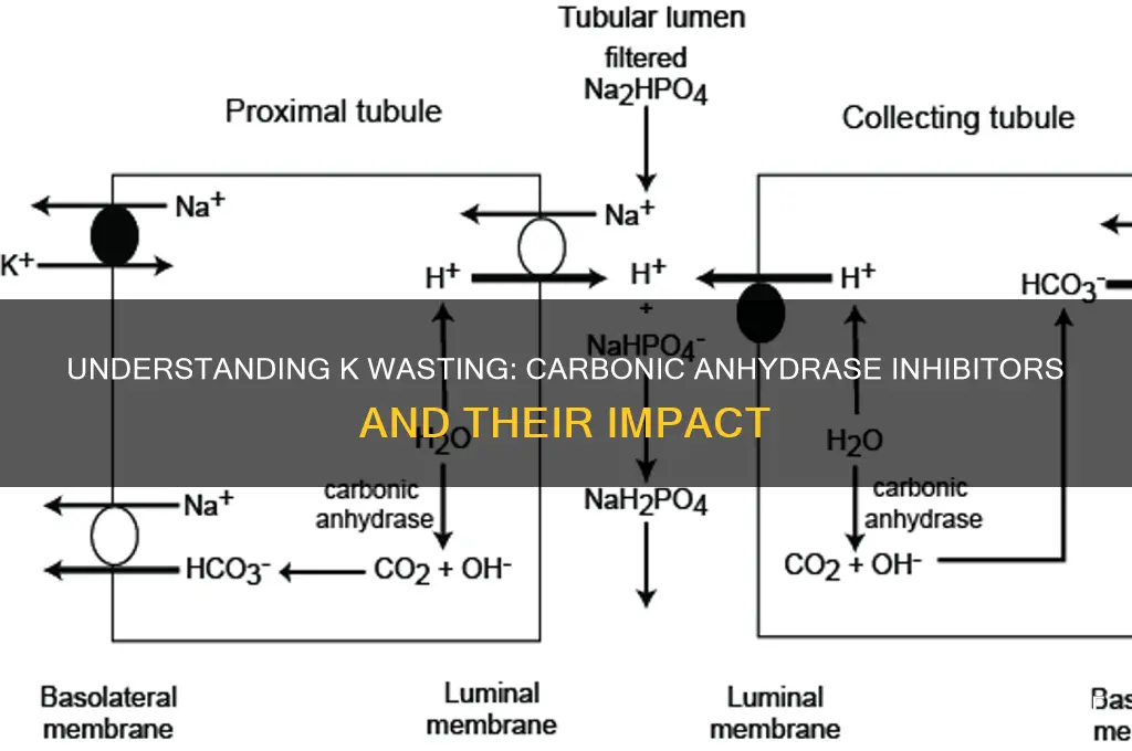 how do you get k wasting with carbonic anhydrase inhibitor