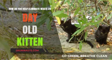 Caring for Fragile Kittens: Tips to Reduce Waste in 20-Day-Olds
