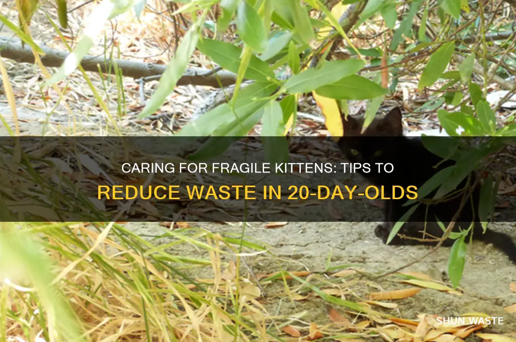 how do you help eliminate waste 20 day old kitten