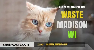 Reporting Animal Waste in Madison, WI: A Step-by-Step Guide