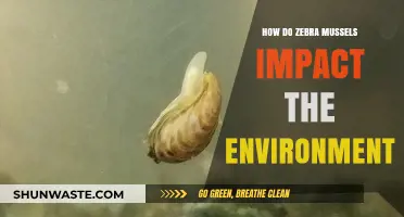 Zebra Mussels: Environmental Impacts and Ecosystem Disruption Explained