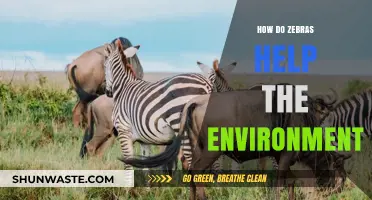Zebras' Vital Role in Ecosystem Balance and Environmental Health