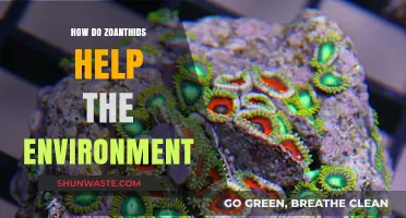 Zoanthids' Vital Role in Marine Ecosystems and Environmental Health