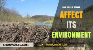 Beavers' Environmental Impact: Shaping Ecosystems Through Dams and Habitats