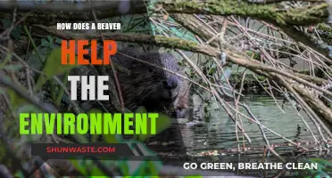 Beavers: Nature's Engineers Boosting Biodiversity and Healthy Ecosystems
