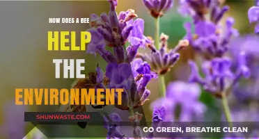 Buzzing Heroes: How Bees Sustain Our Environment and Ecosystems