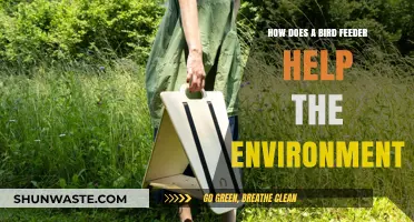 Bird Feeders: Nurturing Wildlife and Boosting Local Ecosystems Naturally