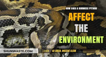 Burmese Python's Environmental Impact: Ecosystem Disruption and Conservation Challenges